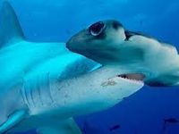 hammer head shark