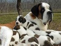 St. Bernard! they are so big and cute!