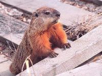 As much a woodchuck can chuck if a woodchuck could chuck wood.