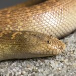 arabian sand boa