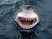 great white shark