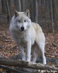 Tundra Wolf