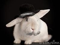 Top hat bunny!