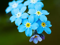 forget me not