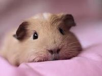 guinea pig