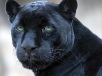 Yesh! Iz be Panther!