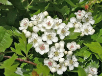 Hawthorn (May)