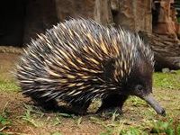 echidna