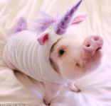 PIGGYCORN! ( half pig half unicorn)