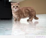 Munchkin Cat