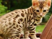 Bengal Cat