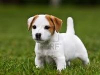 jack Russell