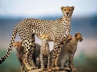 Cheetahs