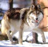 Mexican Wolf