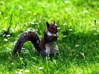 squirrel 2