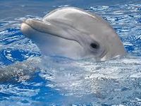 Dolphin