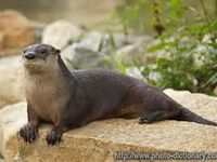 River Otters