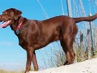 Chocolate Lab