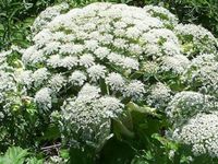 Giant Hogweed