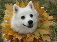 Japanese spitz