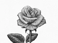 Drawing Drawing