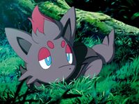 Zorua alone