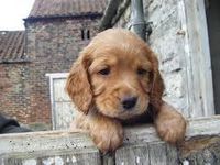 Cocker Spaniel (my vote)