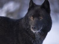 Florida Black Wolf