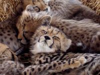 Cheetahs