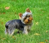 yorkshire terrier