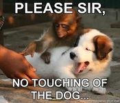 monkey and doggy humor