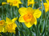 Daffodil (March)