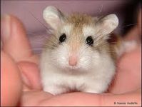 hamster