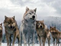 Be raised by a pack of wolves