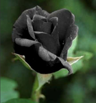 Black Rose