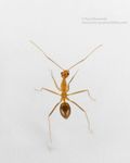 Yellow Crazy Ant