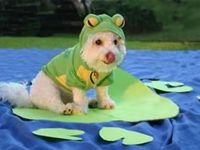 Dogs in a frog costumes