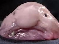 Sad Blobfish