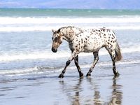 Appaloosa