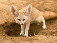 Fennec Fox