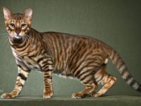 Toyger Cat