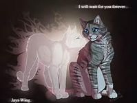 jayfeather and half moon