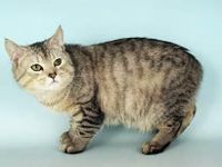 Manx Cat