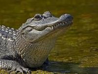 Alligator