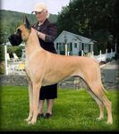 Great dane