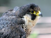 Falcon- brave, loyal