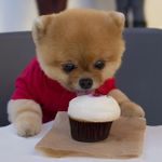 Dat Jiffpom