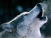 Wolf howling