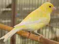 canary