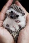 Hedgehog